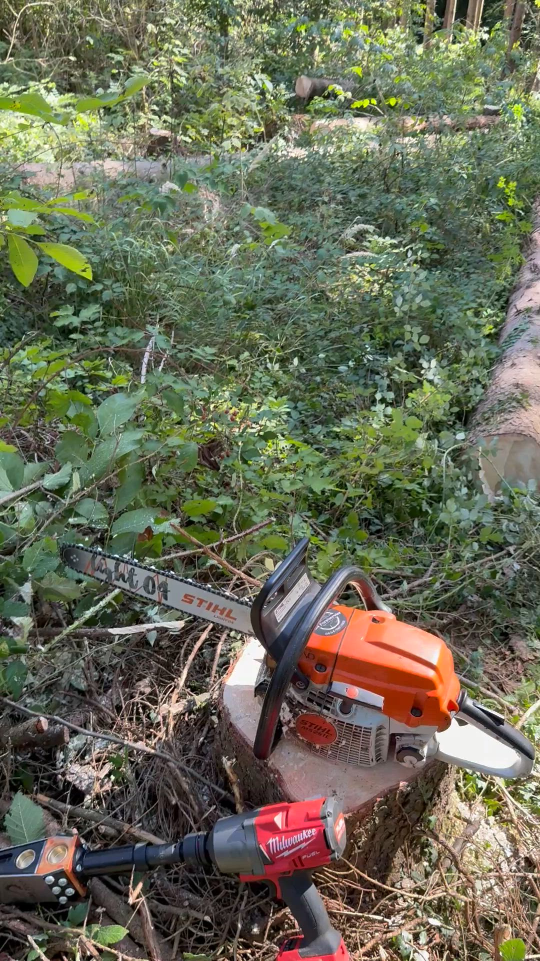 Kettensäge Stihl und Werkzeug Milwaukee im Wald auf Baumstumpf